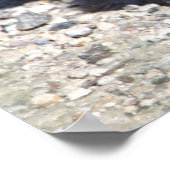 Baby Canada Geese Poster (Hoek)