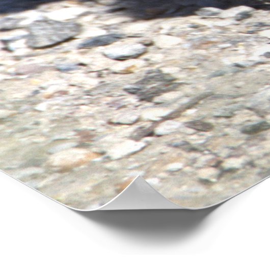 Baby Canada Geese Poster (Hoek)