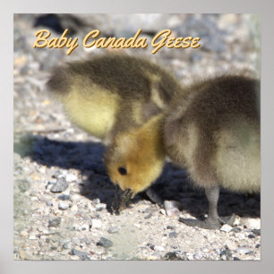 Baby Canada Geese Poster