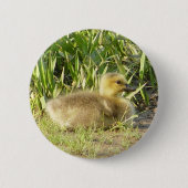 Baby Canada Goose Gosling Button (Voorkant)