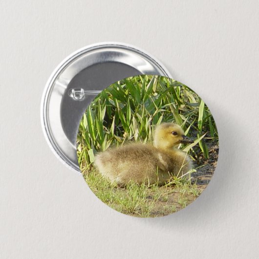 Baby Canada Goose Gosling Button (Voorkant /achterkant)