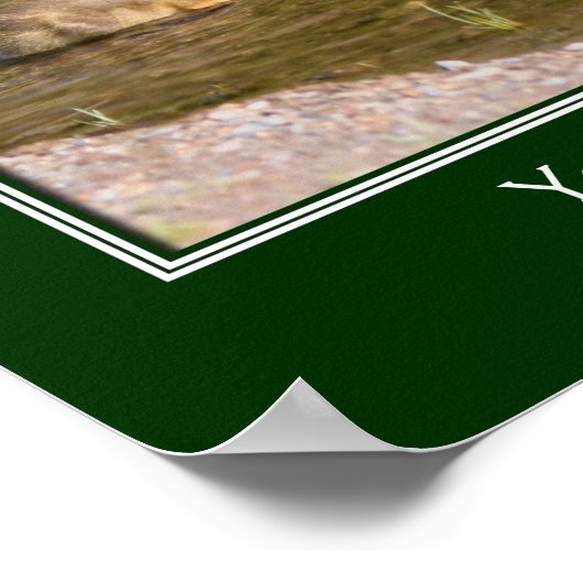 Baby Canada Goose Goslings Creëer Uw eigen Poster (Hoek)