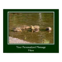 Baby Canada Goose Goslings Creëer Uw eigen