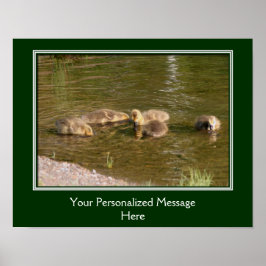 Baby Canada Goose Goslings Creëer Uw eigen Poster