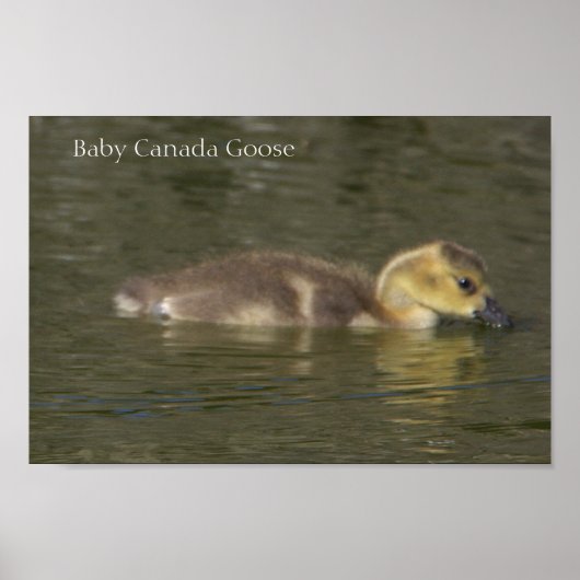Baby Canada Goose Photo Poster (Voorkant)