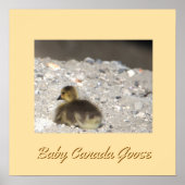 Baby Canada Goose Poster (Voorkant)