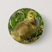 Baby Canadese Goose Button 2 (Voorkant)