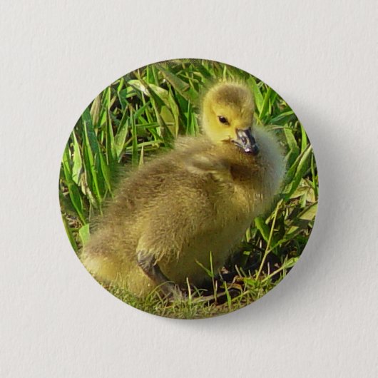 Baby Canadese Goose Button 2 (Voorkant)
