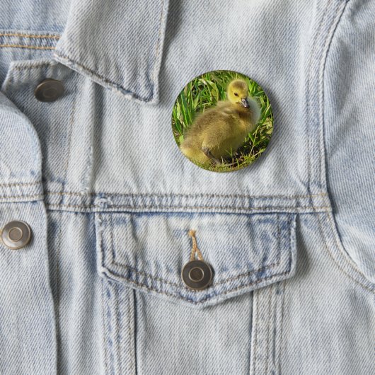 Baby Canadese Goose Button 2 (In situ)