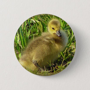 Baby Canadese Goose Button 2