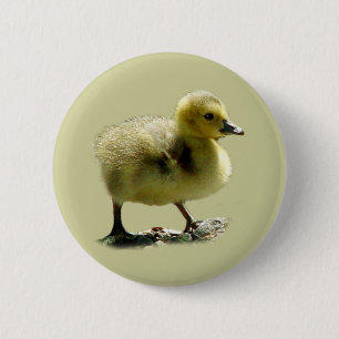 Baby Canadian Goose Button