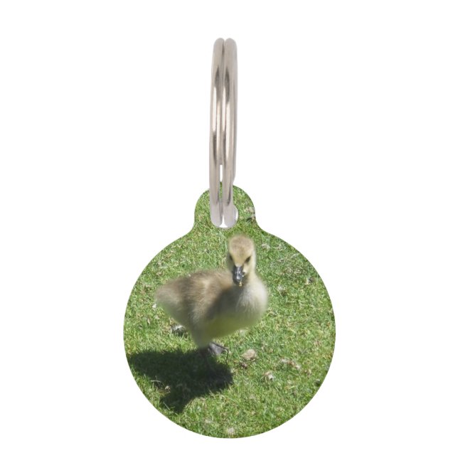 Baby Candian Goose Huisdierpenning (Voorkant)
