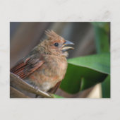 Baby Cardinal Wildlife Cure Fotografisch Briefkaart (Voorkant)