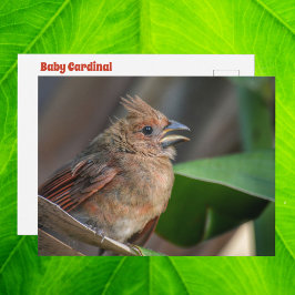 Baby Cardinal Wildlife Cure Fotografisch Briefkaart