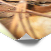 Baby Carolina Wrens Poster (Hoek)