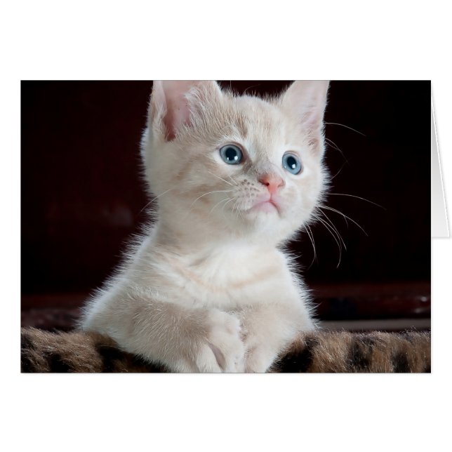 Baby Cat (Voorkant Horizontaal)