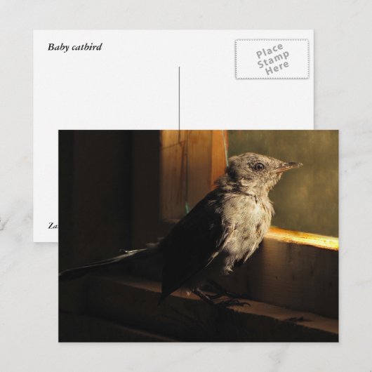 Baby Catbird Briefkaart (Voorkant / Achterkant)