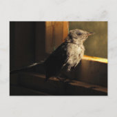 Baby Catbird Briefkaart (Voorkant)