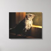 Baby Catbird Canvas Afdruk (Voorkant)