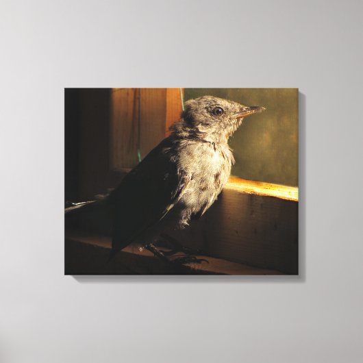 Baby Catbird Canvas Afdruk (Voorkant)