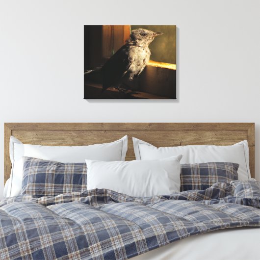 Baby Catbird Canvas Afdruk (Insitu (Slaapkamer))