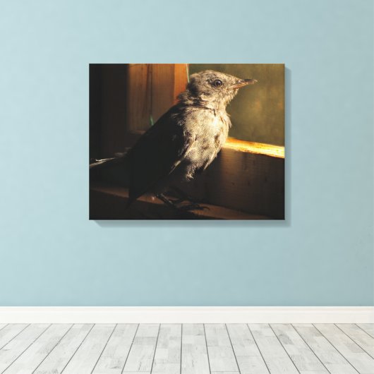 Baby Catbird Canvas Afdruk (Insitu (Houten vloer))