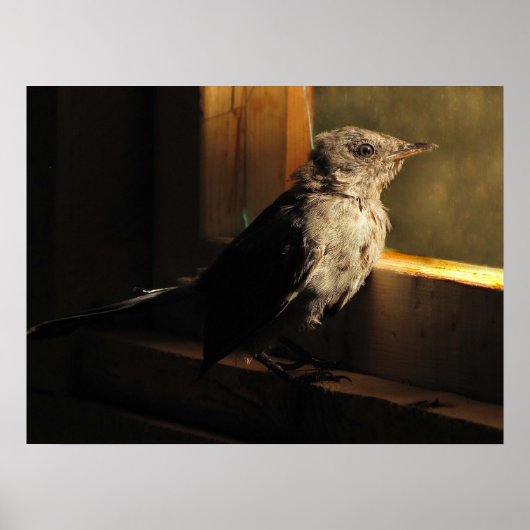 Baby Catbird Poster (Voorkant)