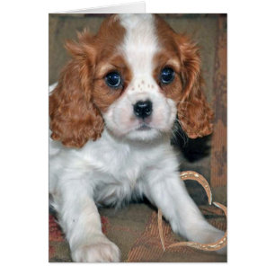 Baby Cavalier King Charles Card