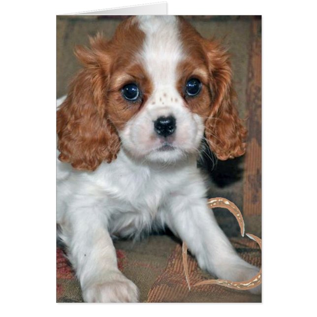 Baby Cavalier King Charles Card (Voorkant)