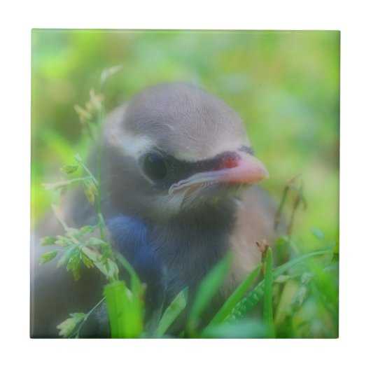 Baby Cedar Waxing Bird Animal Tegeltje (Voorkant)