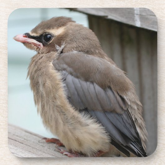 Baby Cedar Waxing Bird Natuur Set Bier Onderzetter (Voorkant)