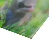 Baby Cedar Waxing Fledgling Bird Animal Snijplank (Hoek)