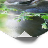 Baby Cedar Waxwing Bird 8x10 Natuur Foto Afdruk (Hoek)