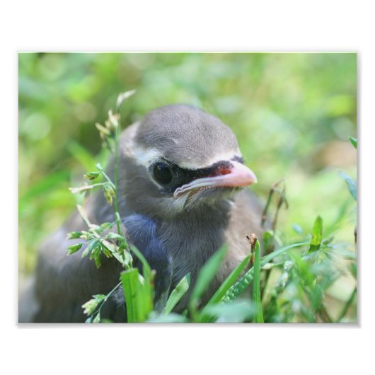 Baby Cedar Waxwing Bird 8x10 Natuur Foto Afdruk (Voorkant)