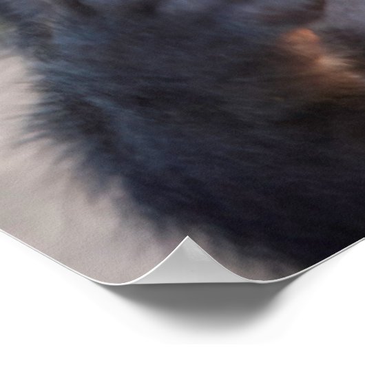 Baby Chacma Baboon Poster (Hoek)