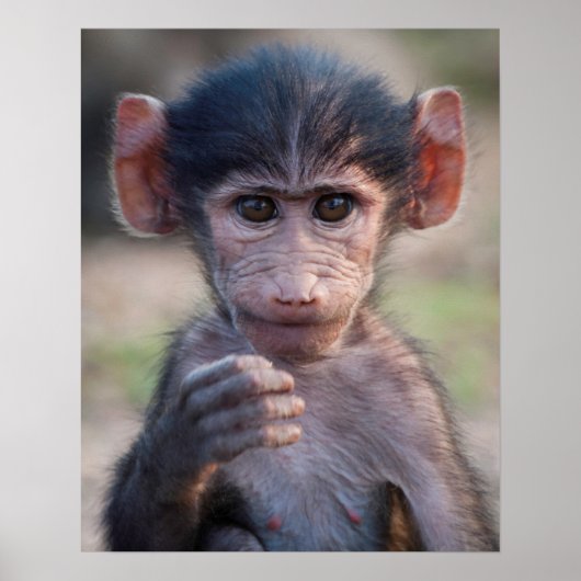 Baby Chacma Baboon Poster (Voorkant)