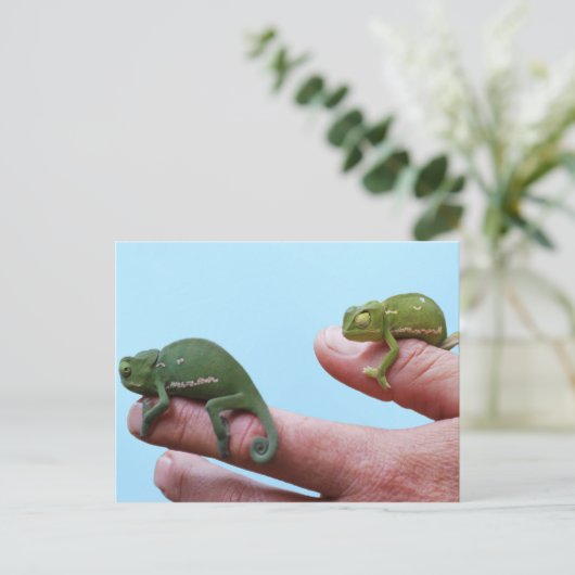 Baby-chameleonperspectief Briefkaart (Staand voorkant)