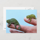 Baby-chameleons perspectief briefkaart (Voorkant / Achterkant)