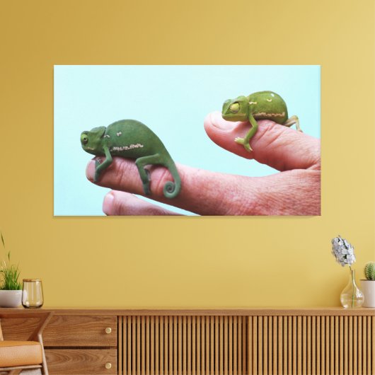 Baby-chameleons perspectief canvas afdruk (Insitu (Woonkamer))