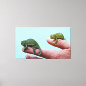 Baby-chameleons perspectief canvas afdruk (Voorkant)