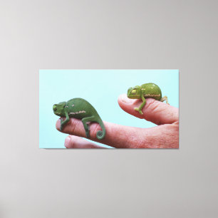 Baby-chameleons perspectief canvas afdruk