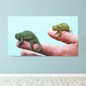 Baby-chameleons perspectief canvas afdruk (Insitu (Houten vloer))
