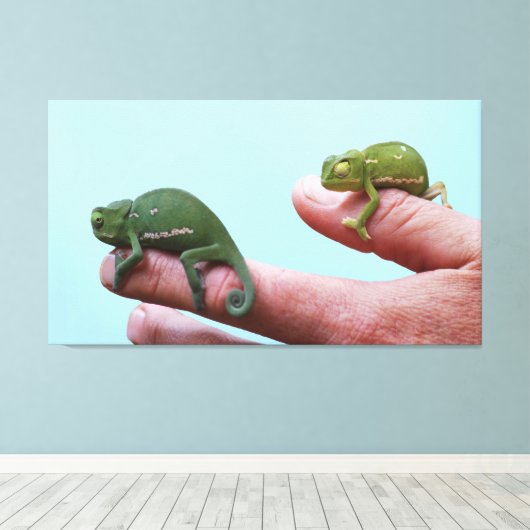 Baby-chameleons perspectief canvas afdruk (Insitu (Houten vloer))
