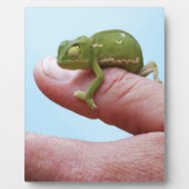 Baby-chameleons perspectief fotoplaat (Voorkant)