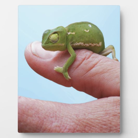 Baby-chameleons perspectief fotoplaat (Voorkant)