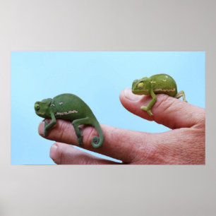Baby-chameleons perspectief poster