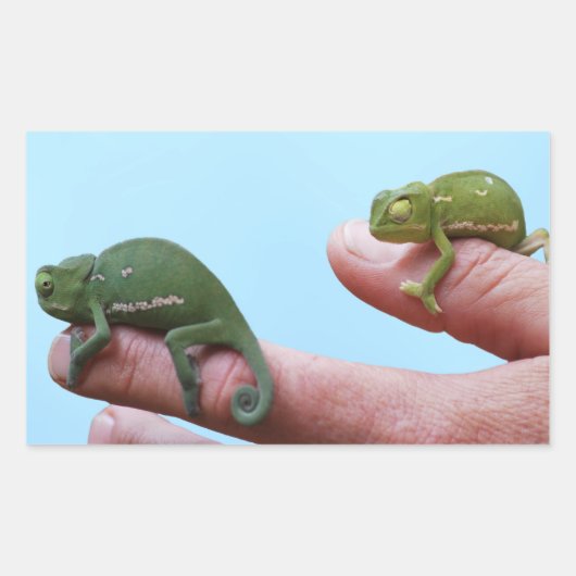 Baby-chameleons perspectief rechthoekige sticker (Voorkant)