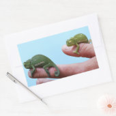 Baby-chameleons perspectief rechthoekige sticker (Envelop)