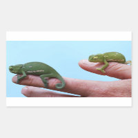 Baby-chameleons perspectief