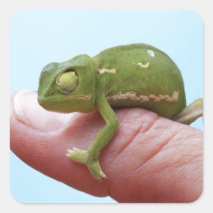 Baby-chameleons perspectief vierkante sticker